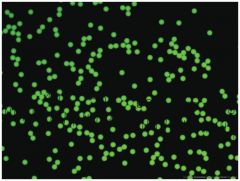 Thermo Scientific™ Fluoro-Max Green and Red Dry Fluorescent Particles, Fluorescent Green, 30µm 