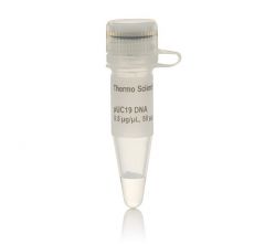 Thermo Scientific™ pUC19 DNA