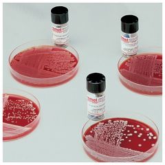 Thermo Scientific™ BactiDisks™ Salmonella enterica subsp. enterica serovar Typhi ATCC™ 6539™